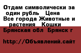 Отдам символически за один рубль › Цена ­ 1 - Все города Животные и растения » Кошки   . Брянская обл.,Брянск г.